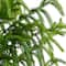 5ft. Unlit Norfolk Pine Artificial Potted Christmas Tree